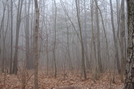 Foggy Forest by Luddite in Views in Georgia