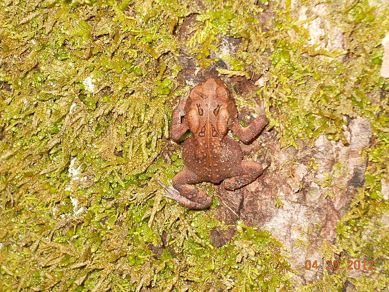 Anthony Creek Frog