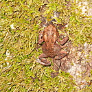 Anthony Creek Frog