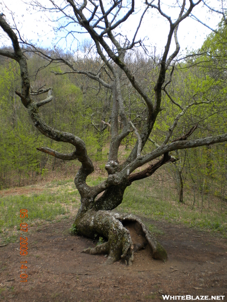 May 2009 Hike