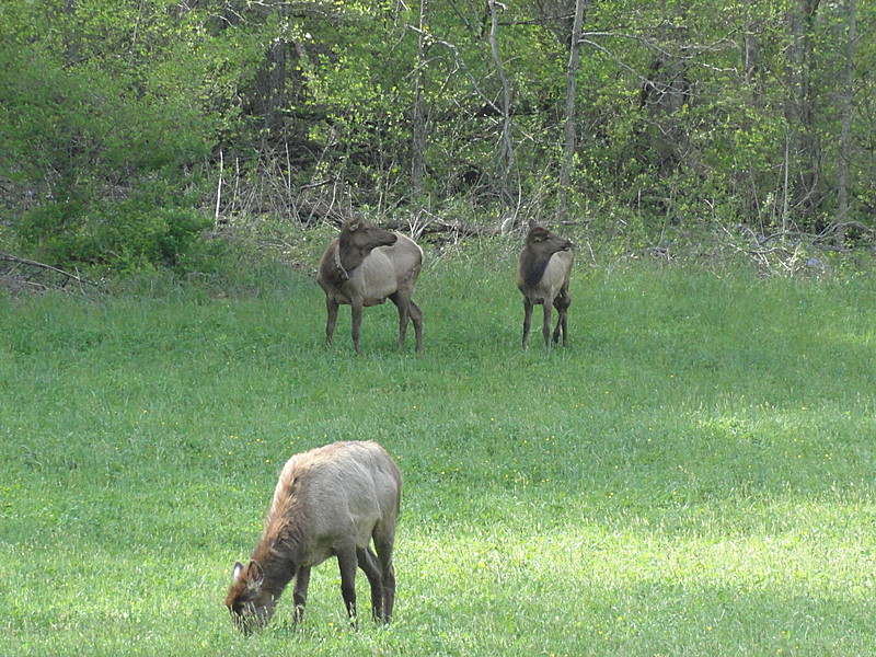 Wild Elk