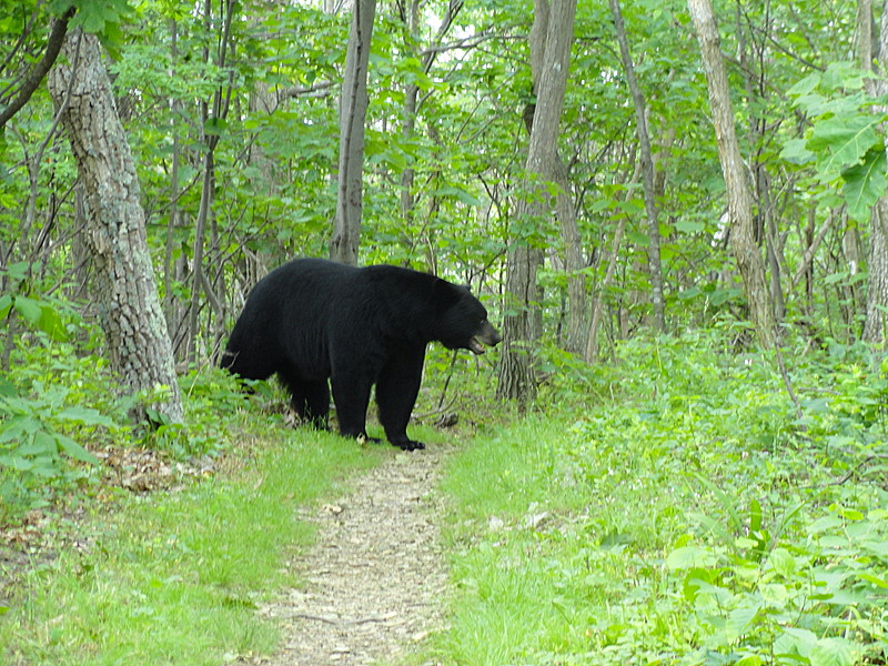 Big Black Bear