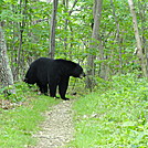 Big Black Bear