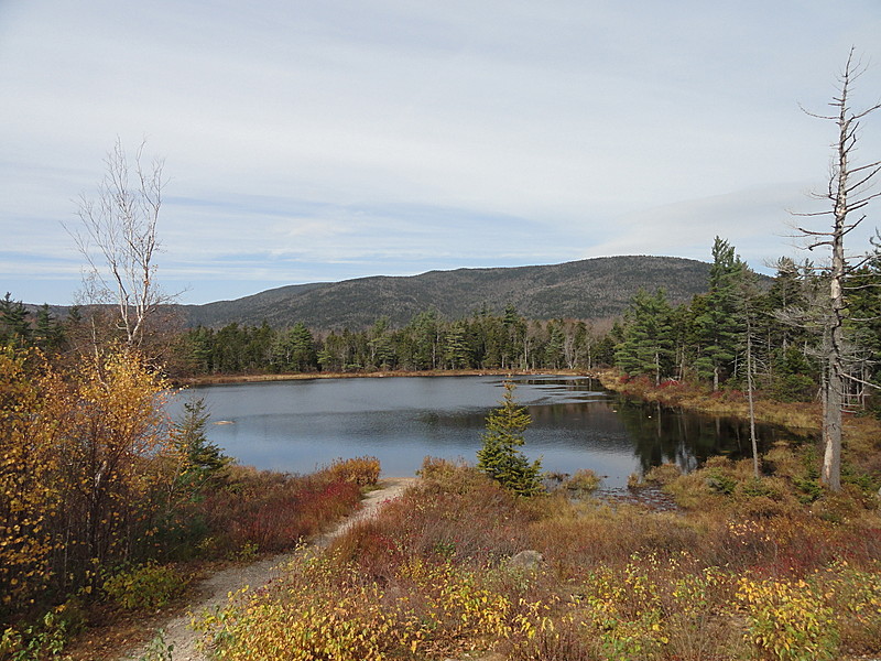 Lily  pond