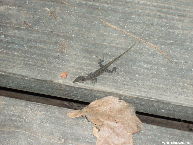 The Photogenic Lizard