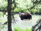 Glacier Np 2008 by chiefiepoo in Continental Divide Trail