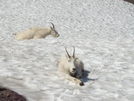 Glacier Np 2008 by chiefiepoo in Continental Divide Trail