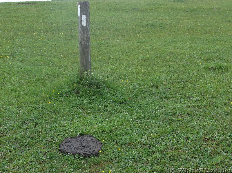 Bovine Landmine