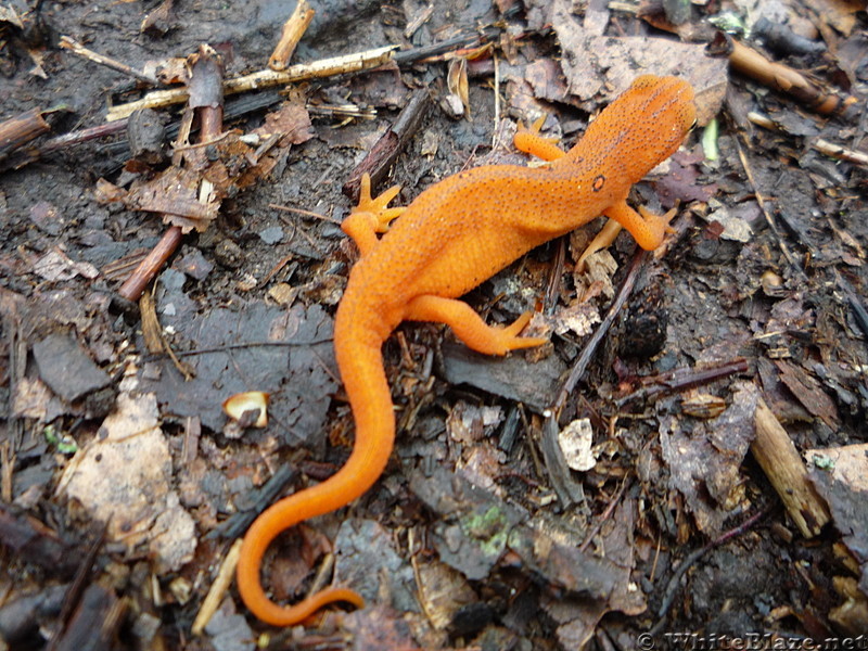 Salamander