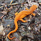 Salamander