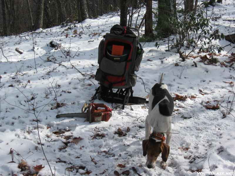 Lost Bear Hunters  Dog