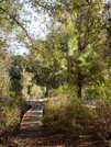 Florida Trail - Ocala National Forest