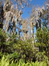 Florida Hiking