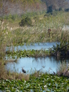 Florida Hiking