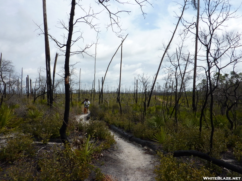 Florida Trail - Ocala National Forest