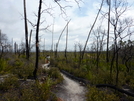 Florida Trail - Ocala National Forest by solstice in Florida Trail