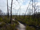 Florida Trail - Ocala National Forest