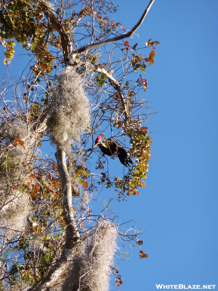 Pileated Woodpecker