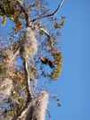 Pileated Woodpecker