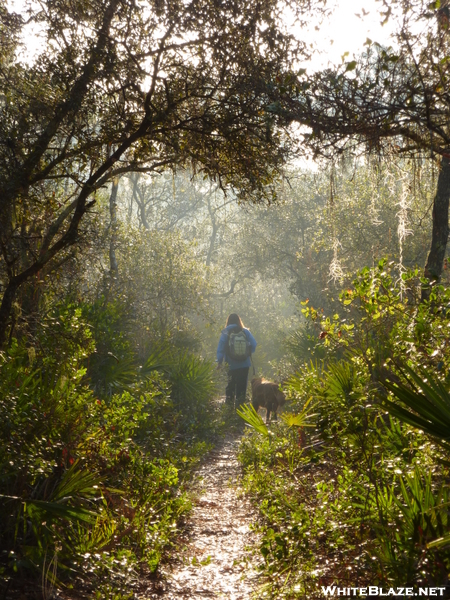 Florida Trail - Ocala National Forest