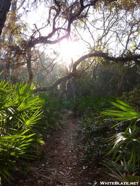 Florida Trail - Ocala National Forest