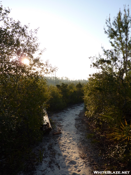 Florida Trail - Ocala National Forest