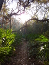 Florida Trail - Ocala National Forest