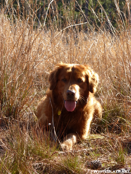 Sunny, The Golden Retriever