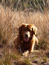 Sunny, The Golden Retriever by solstice in Other