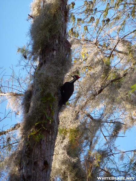 Florida Wildlife