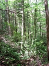 Trail through Shenandoah National Park