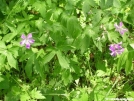 purple flowers north of Carver\'s Gap