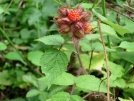 Trail through Shenandoah National Park by Aesop in Trail & Blazes in Virginia & West Virginia