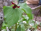 Trillium? by Aesop in Flowers