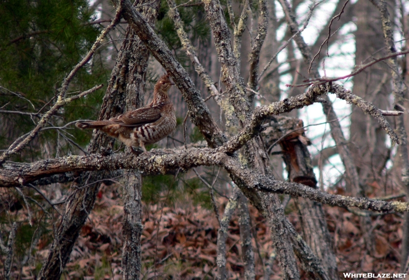 Forest Chicken