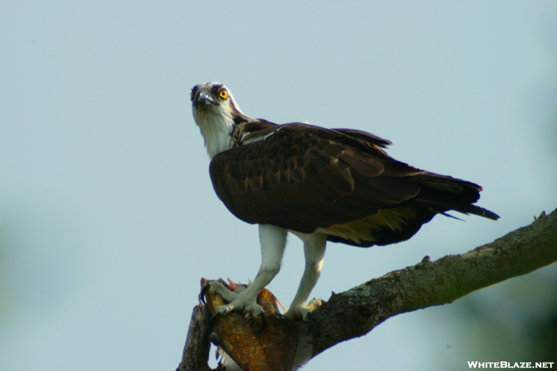 Osprey