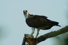 Osprey by Ramble~On in Birds