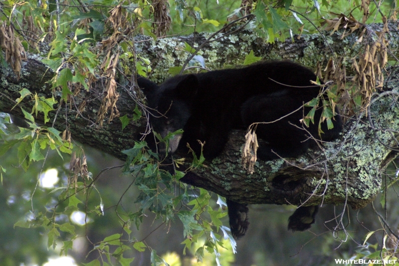 Bear In A Tree