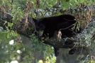 Bear In A Tree