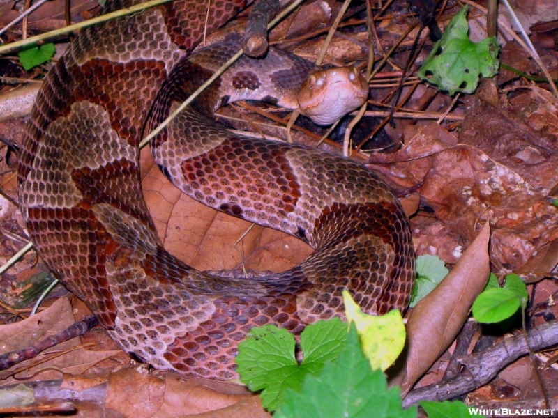 Copperhead