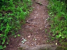 Snake Crossing by Ramble~On in Snakes