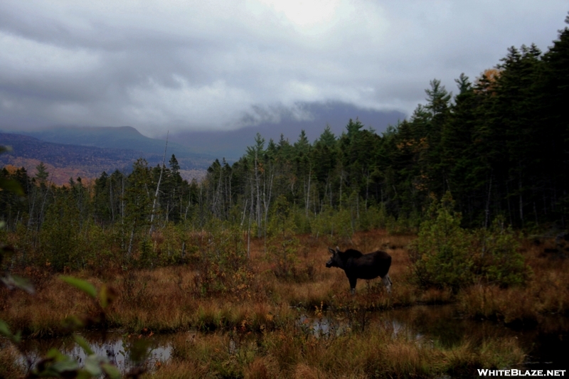 Moose looking at Katahdin