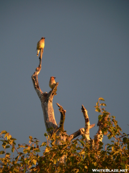 Birds enjoy the sunrise too.