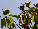 American Chestnut by Ramble~On in Other