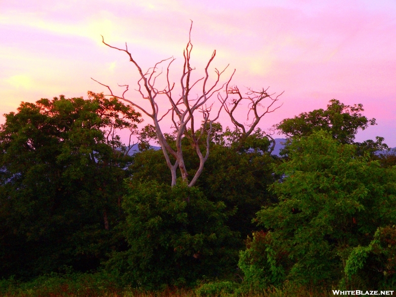 The Bob Bald Dragon Tree