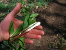 Ramps by Ramble~On in Trail & Blazes in North Carolina & Tennessee