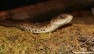 Garter Snake by Ramble~On in Snakes