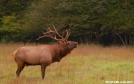 Elk Bugle by Ramble~On in Deer