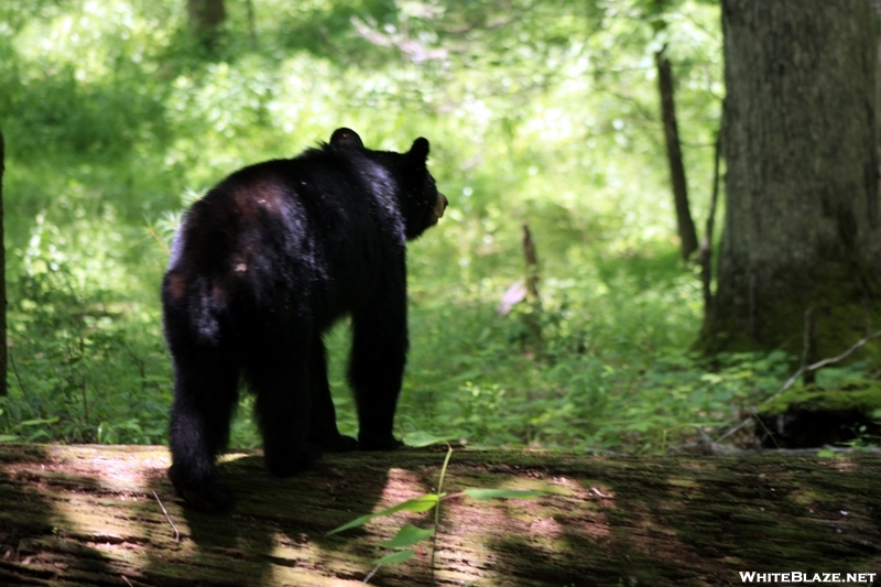 Black Bear