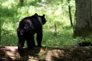 Black Bear by Ramble~On in Bears